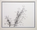 Nature Study 3, 8x10.5 inches, graphite pencil, 2014